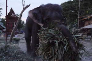 Elefant bring Essen zu seinen Artgenossen