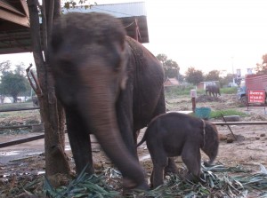 Elephantenbaby