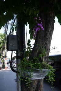 Orchideen an der Straße