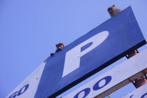 Affen überwachen die Schilder