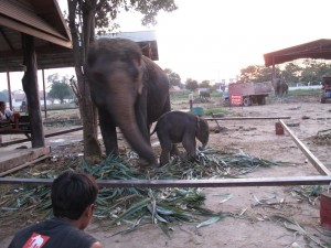 Ayutthaya - Baby Elefant