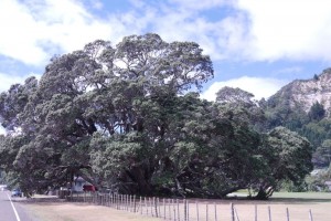 Neuseelands größter Pohutukawa Baum