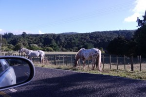 Pferde am Straßenrand