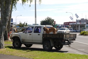 typischer Hundetransport